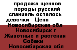 продажа щенков породы русский спаниель осталось 2 девочки › Цена ­ 5 000 - Новосибирская обл., Новосибирск г. Животные и растения » Собаки   . Новосибирская обл.,Новосибирск г.